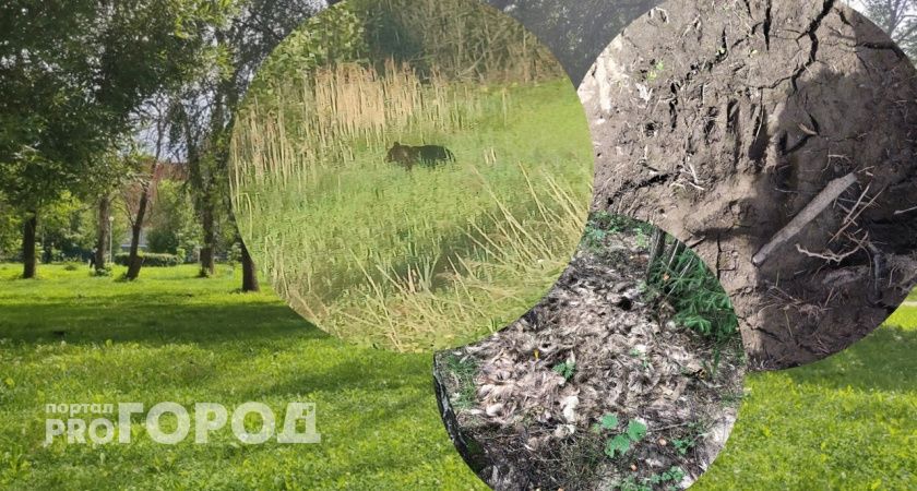 Огромные следы: медведь поселился рядом с людьми в Ярославской области