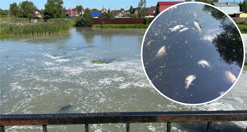  "Густой запах сероводорода": в ярославской реке рыба всплыла брюхом вверх 