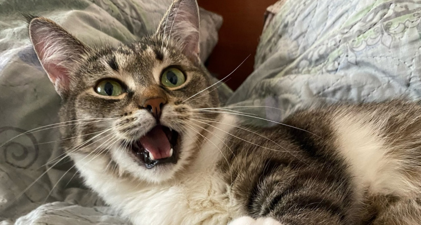 Проверьте тайники: назвали места, где прячется домовой