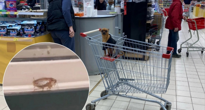 Ярославцы возмущены тараканами, прогуливающимся по витринам известного гипермаркета