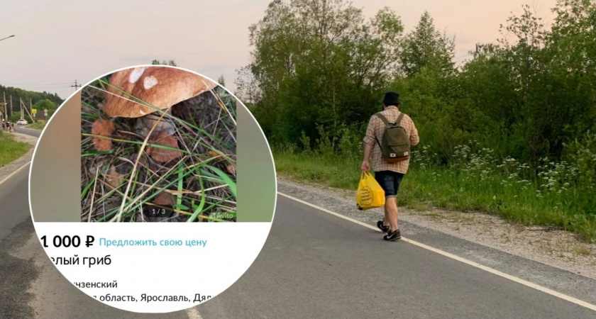 В Ярославле попытались продать белый гриб на Авито за 1000 рублей