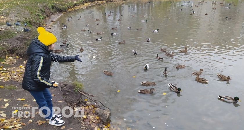 Синоптики пообещали пик похолодания в Ярославле на четверг и пятницу