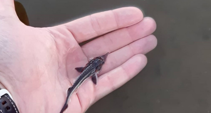 ООО «Транснефть – Балтика» выпустило 7,5 тыс мальков стерляди в Угличское водохранилище