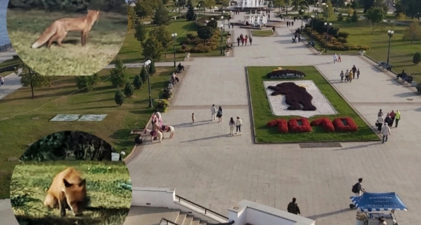 "Не всё кошкам и собакам гулять": на ярославской стрелке появился новый обитатель