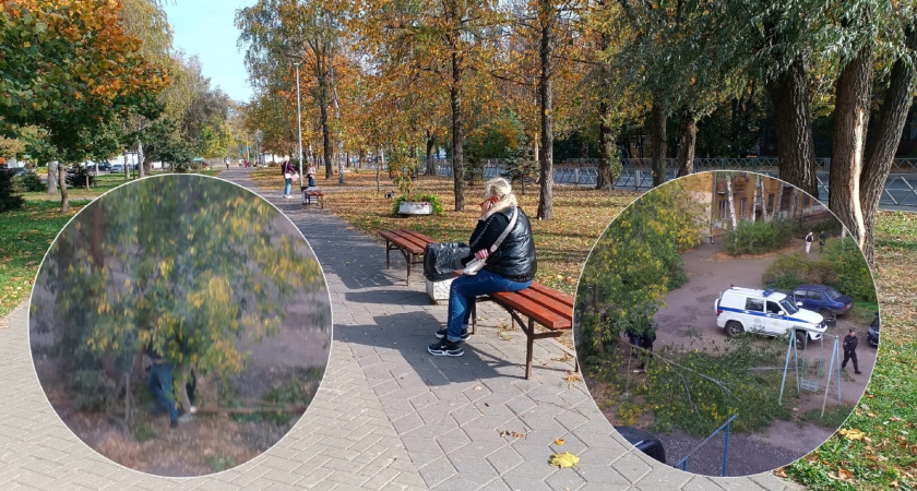 Житель Ярославля вызвал полицию, чтобы спасти незаконно спиливаемое дерево