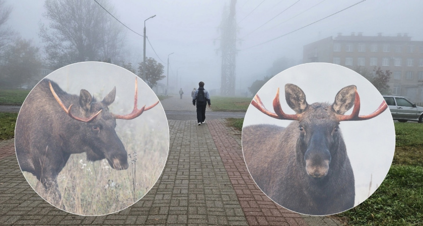"Лось в тумане": в Ярославской области длинноногий зверь вышел к людям