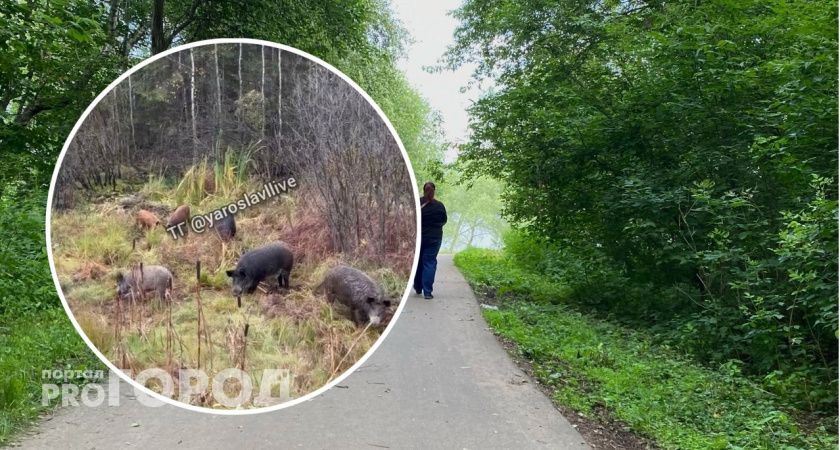 В Ярославской области стая кабанов вышла к людям