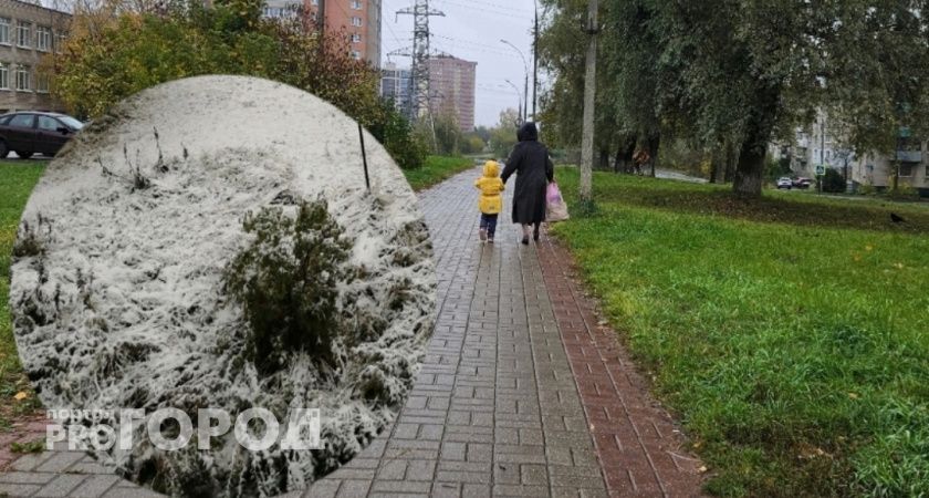 Прошлой ночью в Ярославской области выпал первый снег