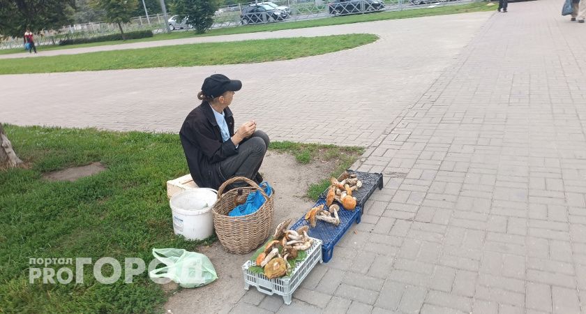 "Собрал грибы и сел в тюрьму": в уголовном кодексе РФ вступила в силу новая статья