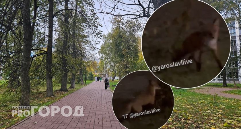 В Ярославле ловят крыс теперь лисы