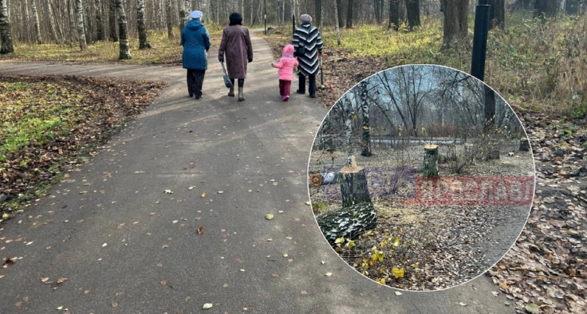 В Ярославле в Заволжском районе уничтожают деревья