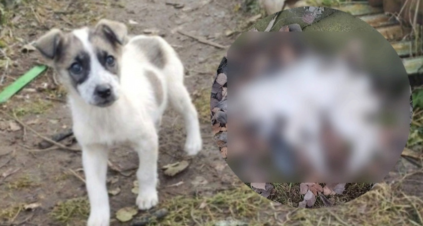 В районе Рыбинска стали находить мертвых щенков