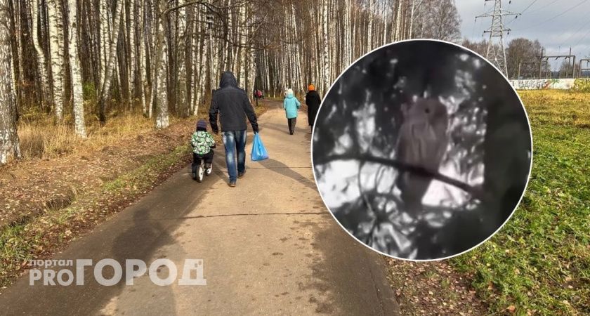 В городе ярославцы заметили красивую сову