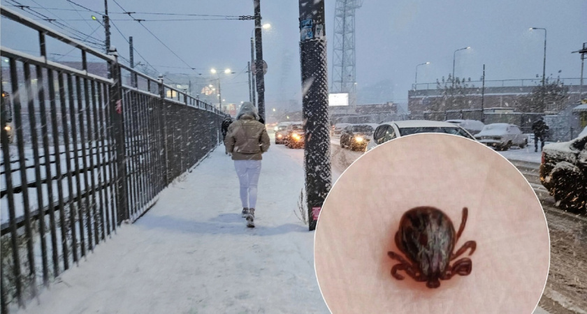 Россиян предупредили о нашествии зимних клещей  