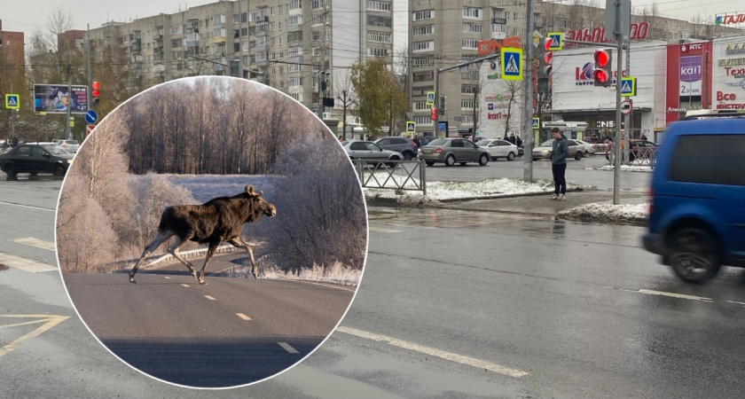 В Ярославской области на дороге запечатлели красавца-лося