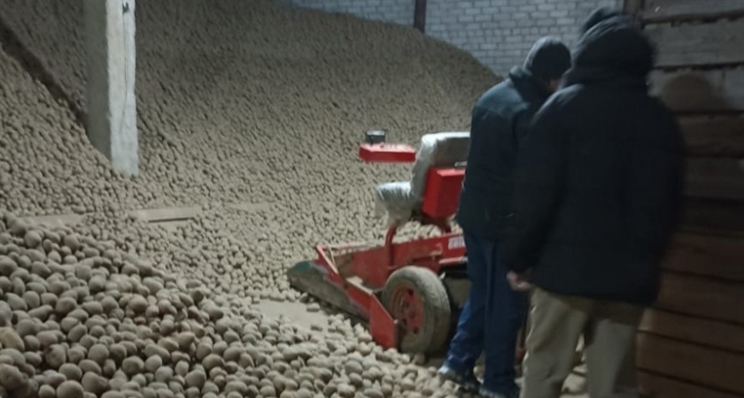 Подвальный преступник: в Ярославле арестовали полторы тысячи тонн картофеля