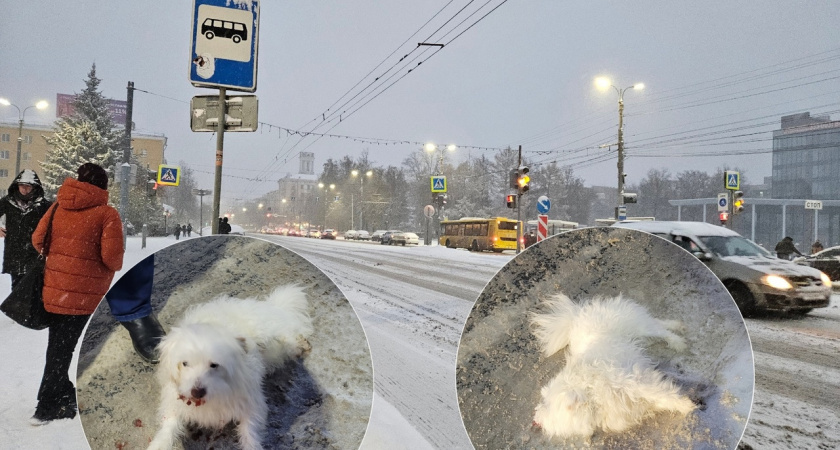 "Отволок к обочине и уехал": в Ярославле спасли сбитую и брошенную водителем на дороге собаку