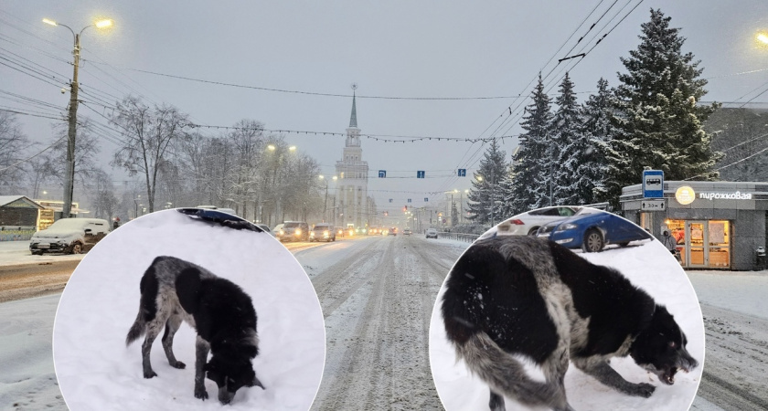 В Ярославле выброшенная хозяйкой собака бросается на людей из-за истощения