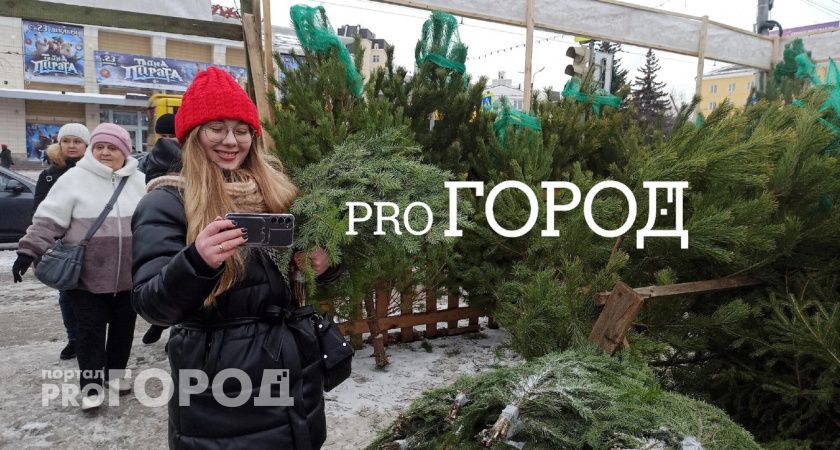 Есть даже сосны и лапник: сколько стоят елки на елочном базаре в Ярославле