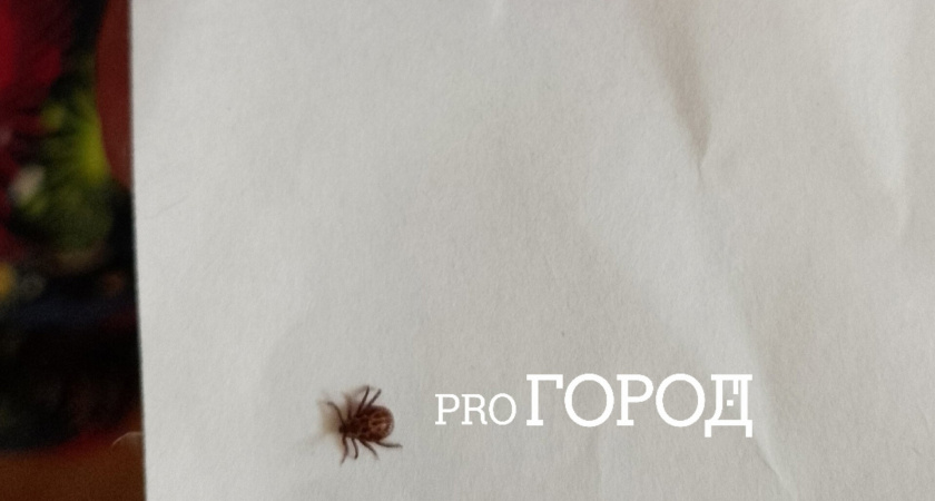   Сняла с шарфа: в Ярославле пошли новогодние клещи