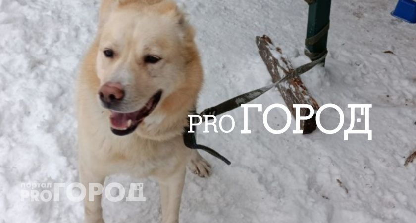 Переживший предательство самый ласковый пес нашел свой дом