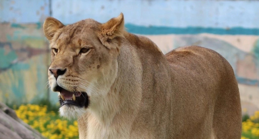   В зоопарке Ярославля вслед за белым львом умерла львица Сима