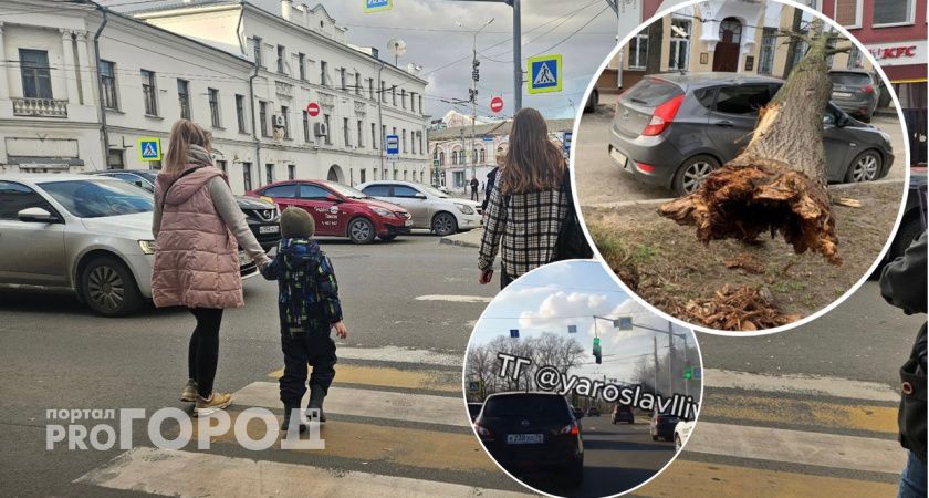 В Ярославле из-за непогоды падают деревья и не выдерживают светофоры