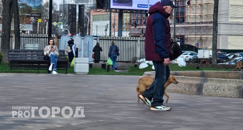 "Площадок нет, а штрафы есть": ярославцы о новых правилах выгула собак