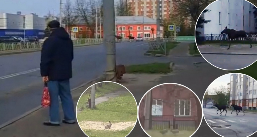 Лесное нашествие в Рыбинске: лоси в администрации, зайцы в школе