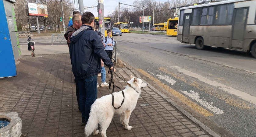 В Ярославле   собаки гуляют  на  самовыгуле возле школы  