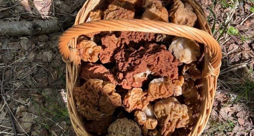 Стимулирующие грудное молоко грибы выросли в Ярославской области