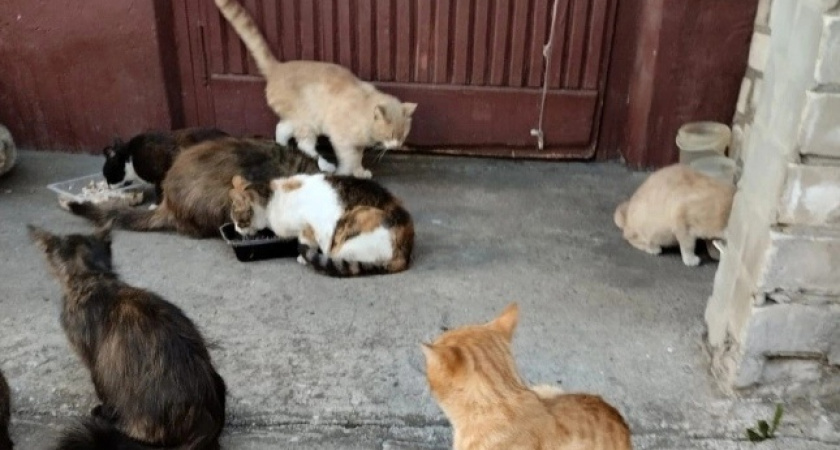 В Брагино рассерженные жильцы убили двоих котят