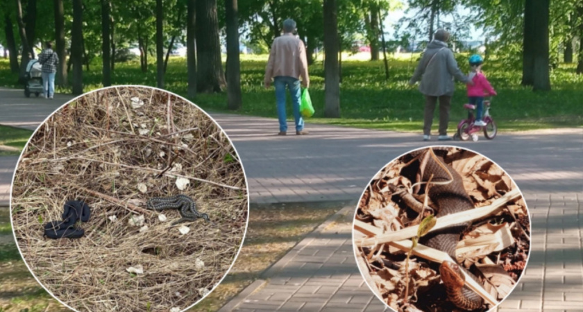 Жителям Ярославской области показали изнанку грибной охоты