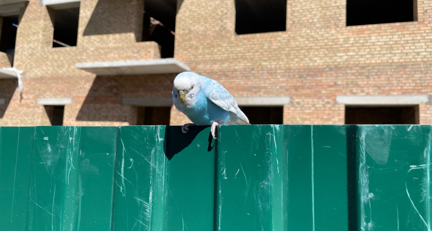 "Африка в городе": ярославцы заметили на заборе попугая