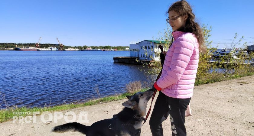 "Собак выгуливают у Вечного огня": ярославцы о новом законе