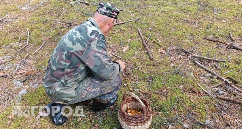 Аномальный грибной сезон: россияне массово собирают гриб для похудания - растет в начале июня