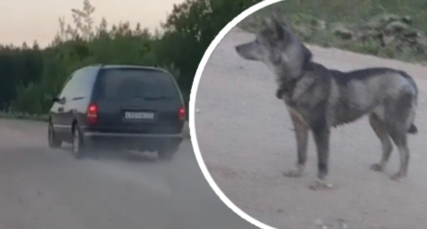 "Сзади ребенок плачет": в Переславле водитель выкинул собаку из машины и уехал