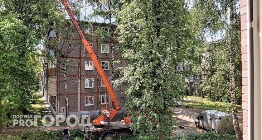 Ярославцы жалуются на большое количество гнилых деревьев