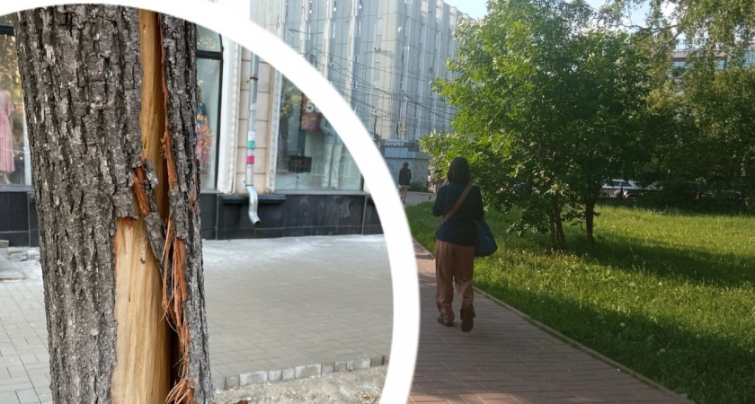    В Ярославле на улице Свободы подрядчик ободрал липы 