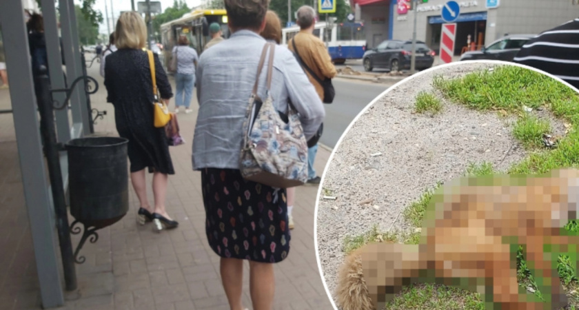 "Осторожно, может бешенство": в Ярославле около остановки нашли мертвую лису
