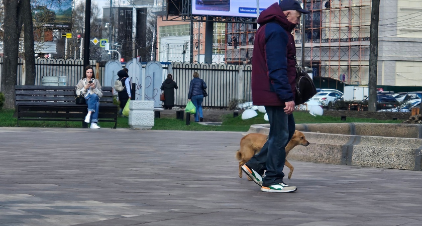 "В Москве создают условия, а у нас - только штрафы": ярославцы о выгуле собак