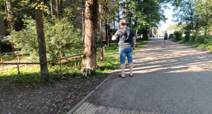 В Ярославле утвердили штрафы за неправильный выгул собак