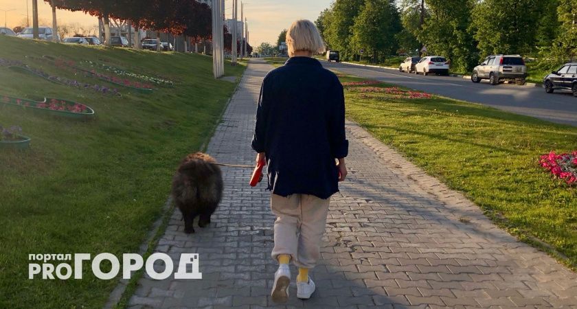 Новые правила для владельцев домашних питомцев: что нужно знать