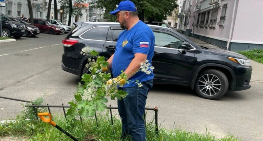 В Ярославле детский уполномоченный своими руками вырывает борщевик на детских площадках