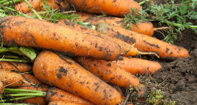 Морковь стремительно пойдёт в рост: в июле полейте грядку таким раствором — первый шаг к обильному урожаю