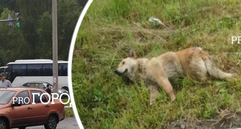 В Речном порту сбили собаку и дорожный знак