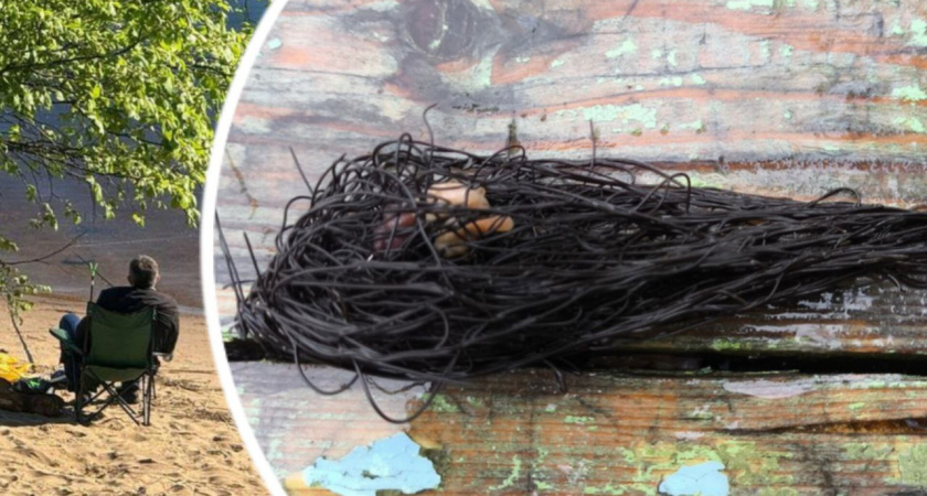  В Ярославской области рыбак поймал конский волос
