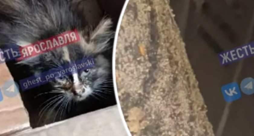  Ярославец спас котенка, забравшегося ему под капот
