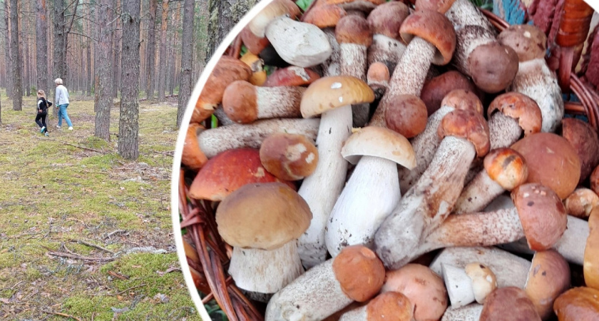 В Ярославской области активизировались грибы