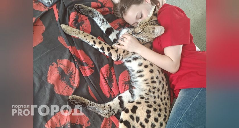 Пропавшего маленького леопарда нашли на территории завода в Ярославле